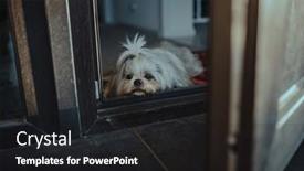  Presentation with waiting - Presentation theme having shih-tzu-dog-lies background and a dark gray colored foreground