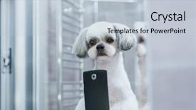  Presentation with grooming dog - Colorful presentation theme enhanced with shih tzu dog looking backdrop and a lemonade colored foreground