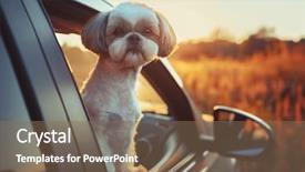  Presentation with dog - Presentation design with shih tzu dog looking background and a violet colored foreground