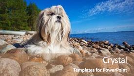  Presentation with lake - Beautiful presentation featuring shih-tzu dog lying backdrop and a coral colored foreground