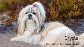  Presentation with dog - Presentation featuring shih-tzu dog lying background and a soft green colored foreground