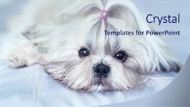  Presentation with bright white - Colorful presentation design enhanced with shih tzu dog lying backdrop and a sky blue colored foreground