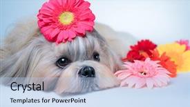  Presentation with spa concept - Slide deck featuring shih tzu dog lying background and a light blue colored foreground