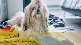  Presentation with parasitology helminths toxocara canis dog - Amazing PPT layouts having shih tzu dog making mess backdrop and a gold colored foreground