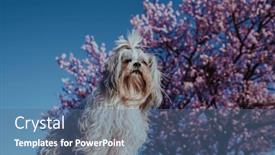  Presentation with apricot - Slide deck enhanced with shih-tzu-dog-on-blossom background and a  colored foreground