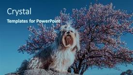  Presentation with apricot - Slides with shih-tzu-dog-on-blossom background and a  colored foreground