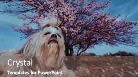  Presentation with apricot - Slide set having shih-tzu-dog-on-blossom background and a  colored foreground