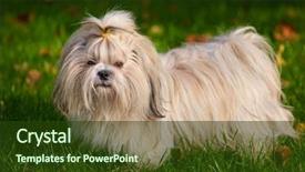  Presentation with dog - Amazing slides having shih tzu dog on grass backdrop and a tawny brown colored foreground