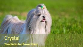  Presentation with grass - Beautiful slide set featuring shih tzu dog on grass backdrop and a tawny brown colored foreground