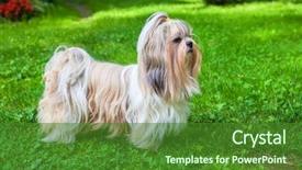  Presentation with green and purple mardi gras - Beautiful presentation design featuring shih tzu dog on green backdrop and a forest green colored foreground