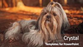  Presentation with travel - Audience pleasing presentation theme consisting of shih tzu dog resting backdrop and a tawny brown colored foreground