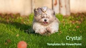  Presentation with dog - Colorful slide deck enhanced with shih tzu dog running backdrop and a tawny brown colored foreground