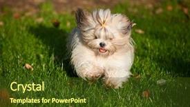  Presentation with sun tzu - Beautiful PPT layouts featuring shih tzu dog running backdrop and a tawny brown colored foreground
