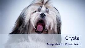  Presentation with sun tzu - Amazing PPT theme having shih tzu dog singing funny backdrop and a sky blue colored foreground