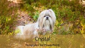  Presentation with path - Cool new theme with shih-tzu dog sitting backdrop and a  colored foreground