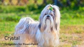  Presentation with outdoors - Amazing theme having shih-tzu dog standing outdoors backdrop and a coral colored foreground