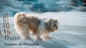  Presentation with ice - PPT layouts featuring shih-tzu-dog-standing background and a light blue colored foreground