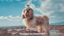  Presentation with winter weather - Presentation theme with shih-tzu-dog-standing background and a violet colored foreground