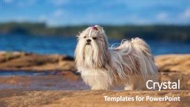  Presentation with sun tzu - Presentation enhanced with shih-tzu dog standing background and a coral colored foreground