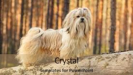  Presentation with tree and child - Beautiful slide set featuring shih-tzu dog standing backdrop and a coral colored foreground