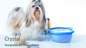  Presentation with soap - Audience pleasing slides consisting of shih tzu dog washing concept backdrop and a light blue colored foreground