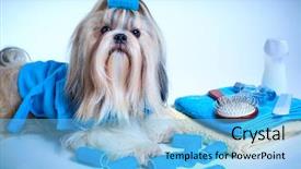  Presentation with grooming dog - Amazing theme having shih tzu dog washing backdrop and a light blue colored foreground