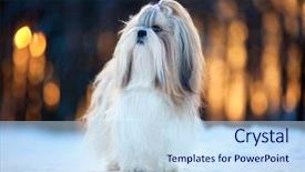  Presentation with wind energy close up portrait - Presentation theme consisting of shih tzu dog winter portrait background and a sky blue colored foreground