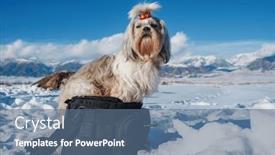 Presentation with dog - Presentation having shih-tzu-dog-with-bow background and a ocean colored foreground