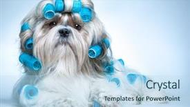  Presentation with grooming dog - Audience pleasing PPT layouts consisting of shih tzu dog with curlers backdrop and a sky blue colored foreground