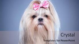  Presentation with pink and blue - Presentation theme enhanced with shih-tzu dog with pink background and a coral colored foreground