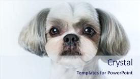  Presentation with grooming dog - Audience pleasing presentation design consisting of shih tzu dog with short backdrop and a sky blue colored foreground