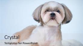  Presentation with grooming dog - Presentation theme having shih tzu dog with short background and a light gray colored foreground