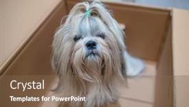  Presentation with cardboard - Cool new PPT layouts with shih-tzu-dog-with-sitting backdrop and a violet colored foreground