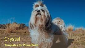  Presentation with rural - Presentation design having shih-tzu-dog background and a violet colored foreground