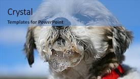  Presentation with mouth - Presentation theme featuring shih tzu drooling all over his mouth background and a light blue colored foreground