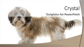  Presentation with sun tzu - Presentation featuring shih tzu in front background and a white colored foreground