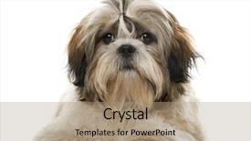  Presentation with sun tzu - Slide set enhanced with shih tzu in front background and a coral colored foreground