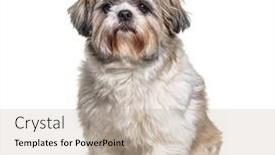  Presentation with camera - Slide deck enhanced with shih-tzu-looking background and a soft green colored foreground