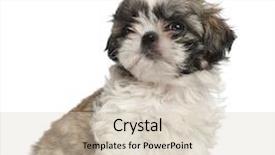  Presentation with puppy - Amazing PPT layouts having shih tzu puppy 2 months backdrop and a soft green colored foreground