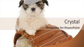  Presentation with baseball card - PPT theme with shih tzu puppy with baseball background and a coral colored foreground