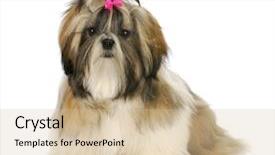  Presentation with pink white - PPT theme enhanced with shih tzu puppy with pink background and a soft green colored foreground
