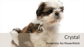  Presentation with puppy - Colorful presentation theme enhanced with shih tzu puppy backdrop and a coral colored foreground
