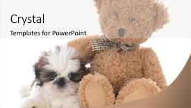  Presentation with teddy bear - PPT theme with shih tzu puppy background and a light gray colored foreground