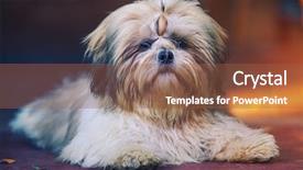  Presentation with puppy - Cool new theme with shih tzu six month puppy backdrop and a tawny brown colored foreground