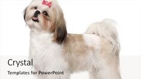  Presentation with white pigeon against the blue - Slides enhanced with shih tzu standing against white background and a lemonade colored foreground