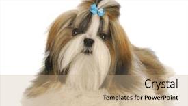  Presentation with hair - PPT theme having login internet icons colorful set background and a lemonade colored foreground