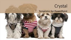  Presentation with 4 years old children and doctor - Presentation theme featuring shih tzu's 2 years background and a coral colored foreground