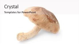  Presentation with button mushroom fresh mushroom - Colorful presentation design enhanced with shiitake mushroom on white background backdrop and a white colored foreground