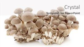  Presentation with mushroom - Colorful theme enhanced with shimeji-mushroom-isolated-on-white backdrop and a white colored foreground