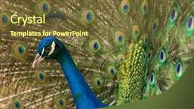  Presentation with peacock - Beautiful slides featuring shining pride - close-up shot of a peacock backdrop and a  colored foreground